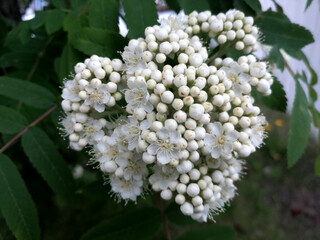 Mountain Ash Blossoms