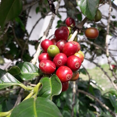 red apples on a tree