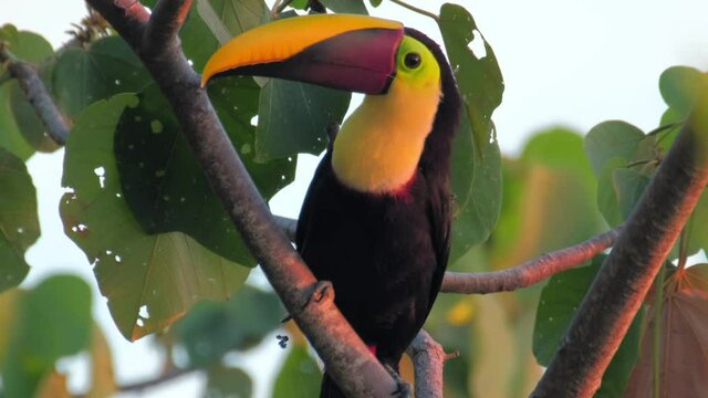 Keel billed toucan (Ramphastos sulfuratus) sits on the branch looks around and jumps away. Costa Rica(shot in urban area of Jaco town)