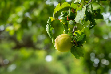 青い梅のイメージ