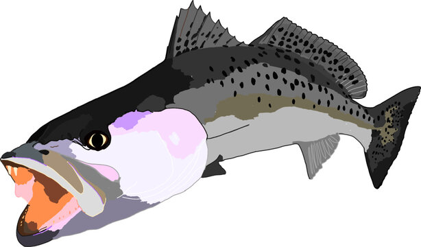 Colored speckled sea trout vector