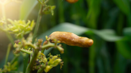 Rotten chillies before the harvest season. Good pest prevention can reduce the risk of crop failure