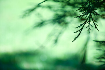 Coniferous tree plain and simple background with copy space. 