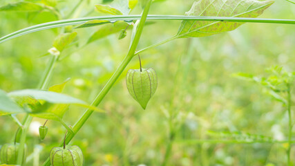 Physalis angulata, a fruit with the efficacy of treating various diseases such as diabetes and others