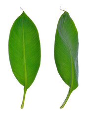 Banana leaf isolated on white background