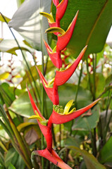 Heliconia rostrata Inflorescence (also known as hanging lobster claw or false bird of paradise)