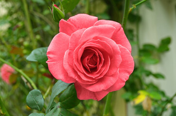 Pink rose in the garden