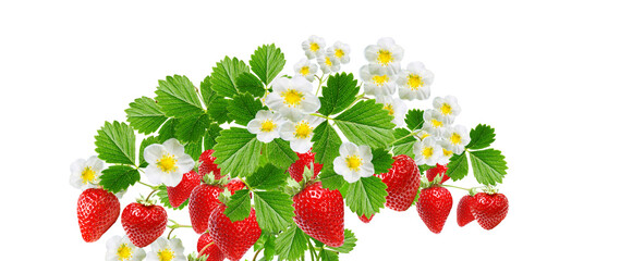 fruits plant graden strawberries witch red ripeberries on white background