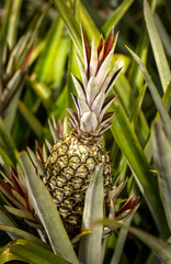 Obraz premium Planting and manual collection of pineapple in Santa Rita, Paraiba, Brazil on September 16, 2008.