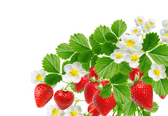 fruits plant graden strawberries witch red ripeberries on white