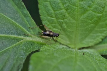 wild crickets perch on the leaves