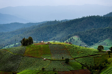 Pakkayo hill tribe village located in a vegetable cultivation area Seasonal fruit in the mountains and forests on Doi Inthanon. Chiang Mai, Thailand.