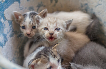 Portrait of a cute little kitten.