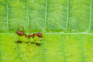 Red Ants are small insects that are usually around us