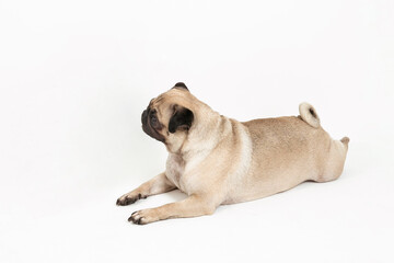 pug dog on a white background