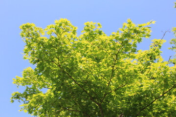 青空に枝葉を伸ばすカエデ