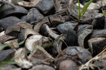 Fallen Cracked Walnuts