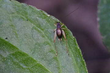 wild crickets perch on the leaves