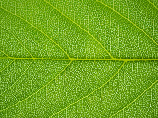 Obraz premium 葉の葉脈（サクラ）