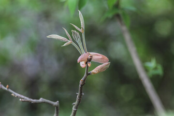 Shagbark Hickory (Carya Ovata)