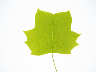 ユリノキの葉 の写真 ロイヤリティフリーの画像 グラフィック ベクターおよびビデオ Adobe Stock