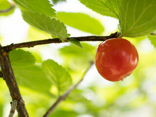 ユスラウメの果実