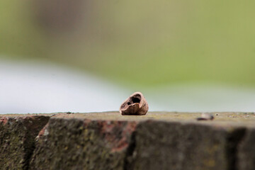 Single Brown Cracked Walnut