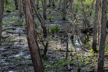 Swamp in the Sunlight