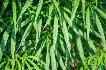 Close-up of marijuana plant growing at outdoor cannabis farm