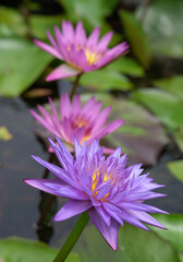 蓮の花　紫