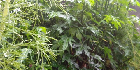 green grass with dew drops