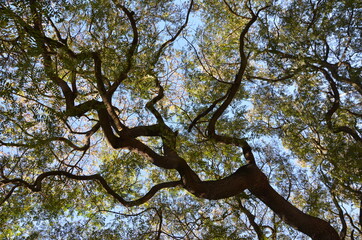 Fototapeta na wymiar tree and the sky
