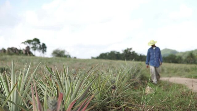Footage B roll of Smart farmer using a tablet for checklist agricultural products quality. use technology for good product. Pineapple field agriculture concept footage B-roll.