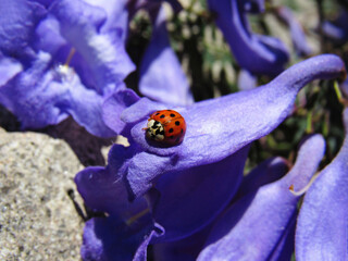 ladybug on a flower