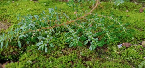 green grass background