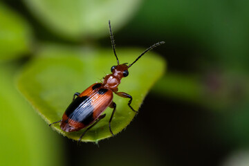 red bug on a leaf