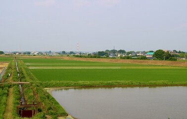 田植えの頃　田舎　水田　風景　栃木