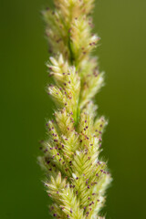 Wild flower close up