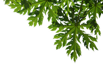 Green leaves isolated on white background,Green leaf pattern,Papaya leaves