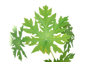 Green leaves isolated on white background,Green leaf pattern,Papaya leaves