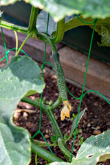 Green and young cucumber fruit before harvest on plant in Japan