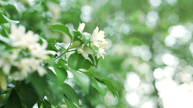Shaking White Flower Orange Jasmine (Murraya paniculata) in tropical garden