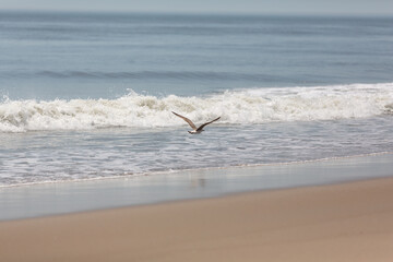 Seagulls on the beach and flying over the waves.