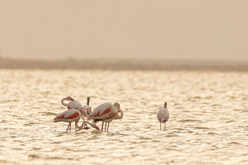 Group of Flamingo in Tunisia.