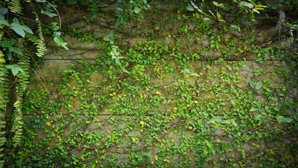 the Ivy tree on the  wall