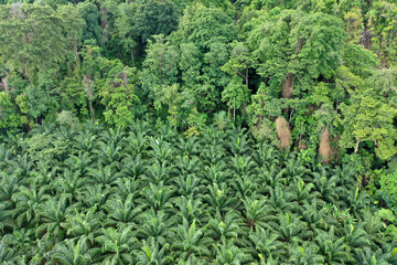 Palm oil plantation at rainforest edge 