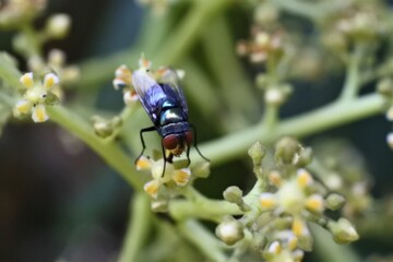 a fly perched on a mango flower