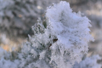 Pine branch in the snow. Snowflakes on long green needles. Sunlight, glare. Selective focus, blur....