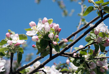 Apple tree flowers grow on a tree branch in the garden. Close-up.