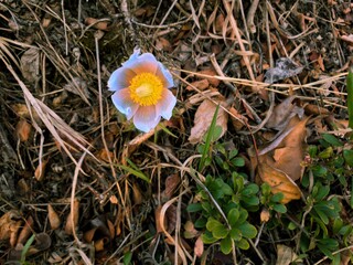 spring crocus flowers